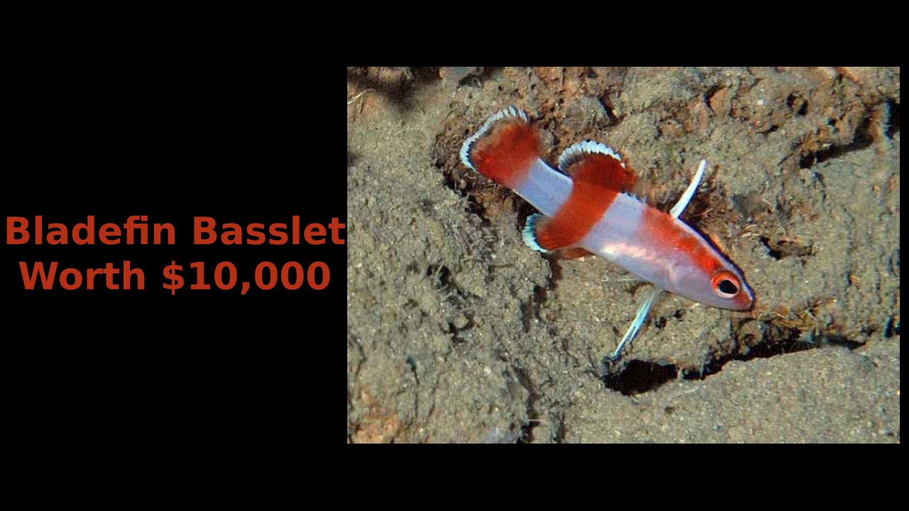 Bladefin Basslet