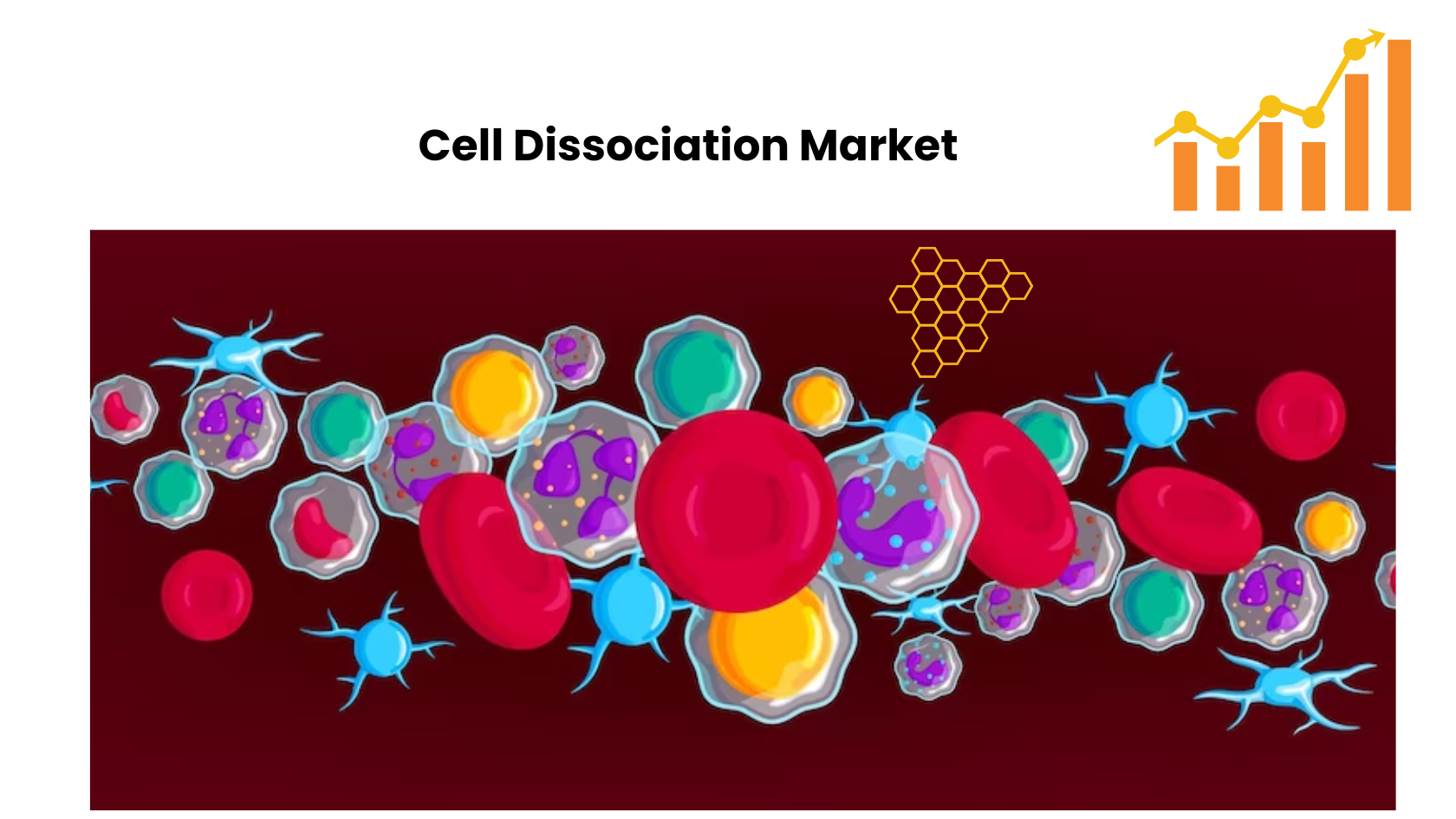 Cell Dissociation Market To Develop Speedily With CAGR Of 13.3% By 2032 | According To Market.us