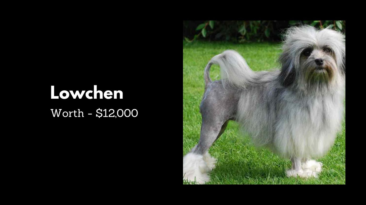 Top 10 Most Expensive Dogs Breeds In The World 2024