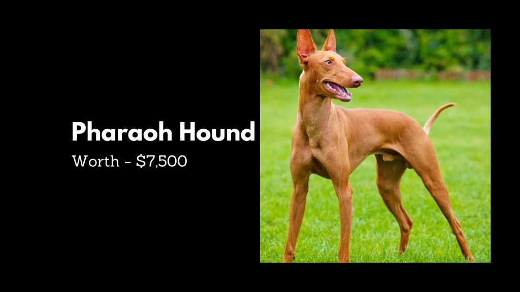 Pharaoh Hound