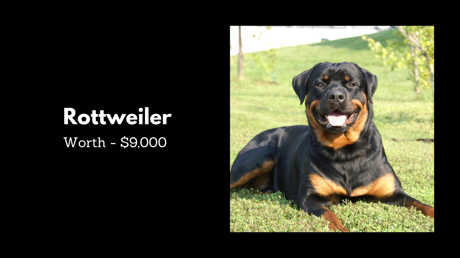 Top 10 Most Expensive Dogs Breeds In The World