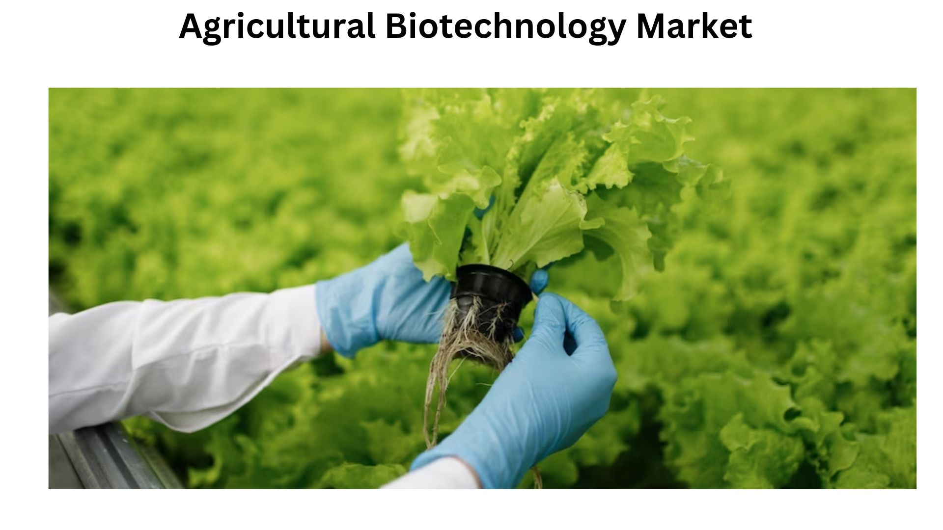 Agricultural Biotechnology Market Size Projected To Reach USD 232 Billion By 2032