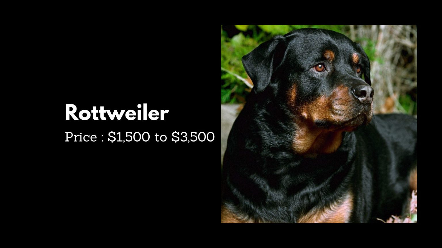 Top 10 Most Expensive Dog Breeds in the World