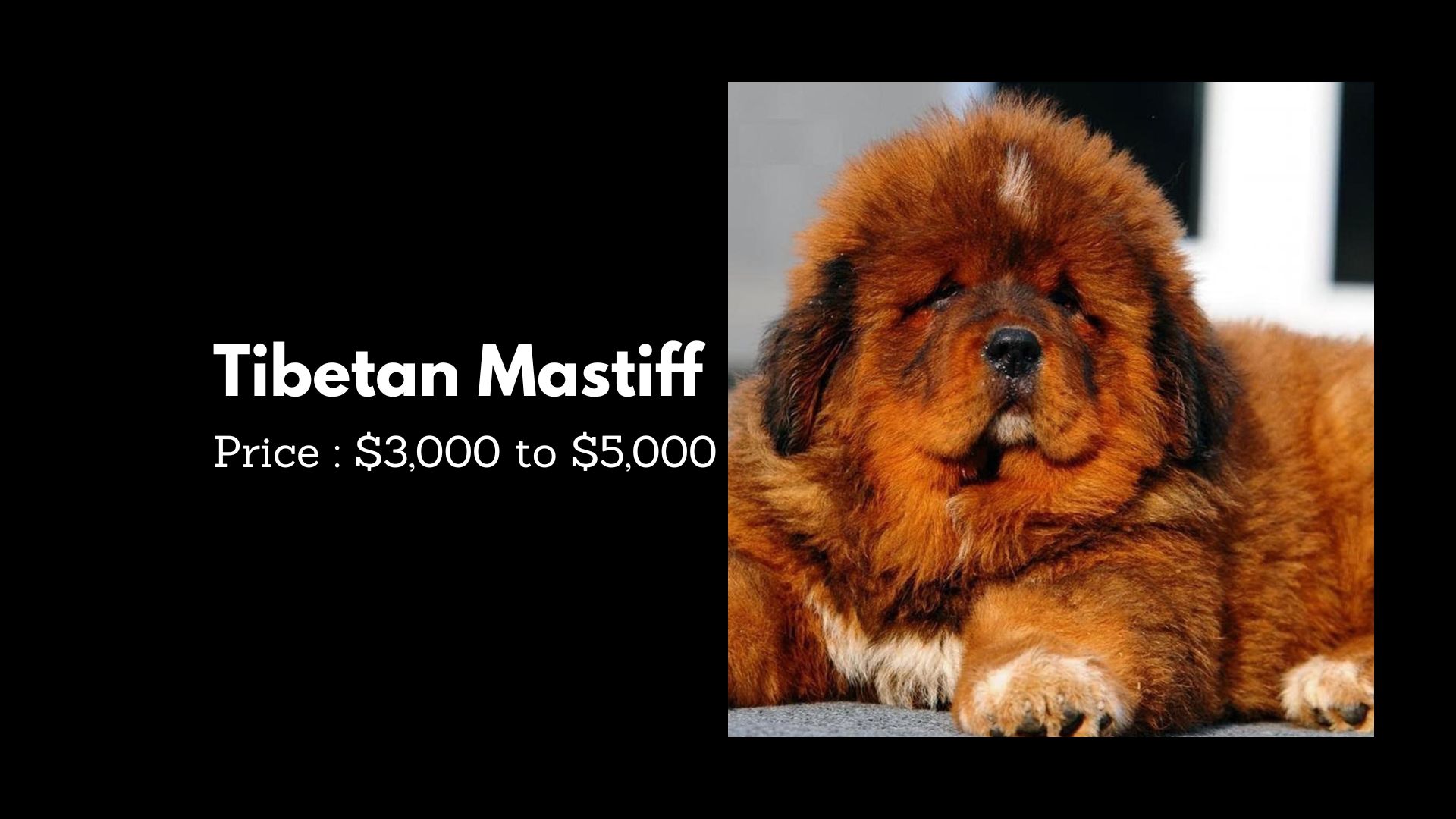 Top 10 Most Expensive Dog Breeds In The World Top 10 Most Expensive Dog Breeds In The World